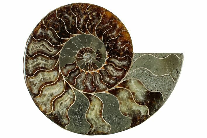 Cut & Polished Ammonite Fossil (Half) - Madagascar #317927